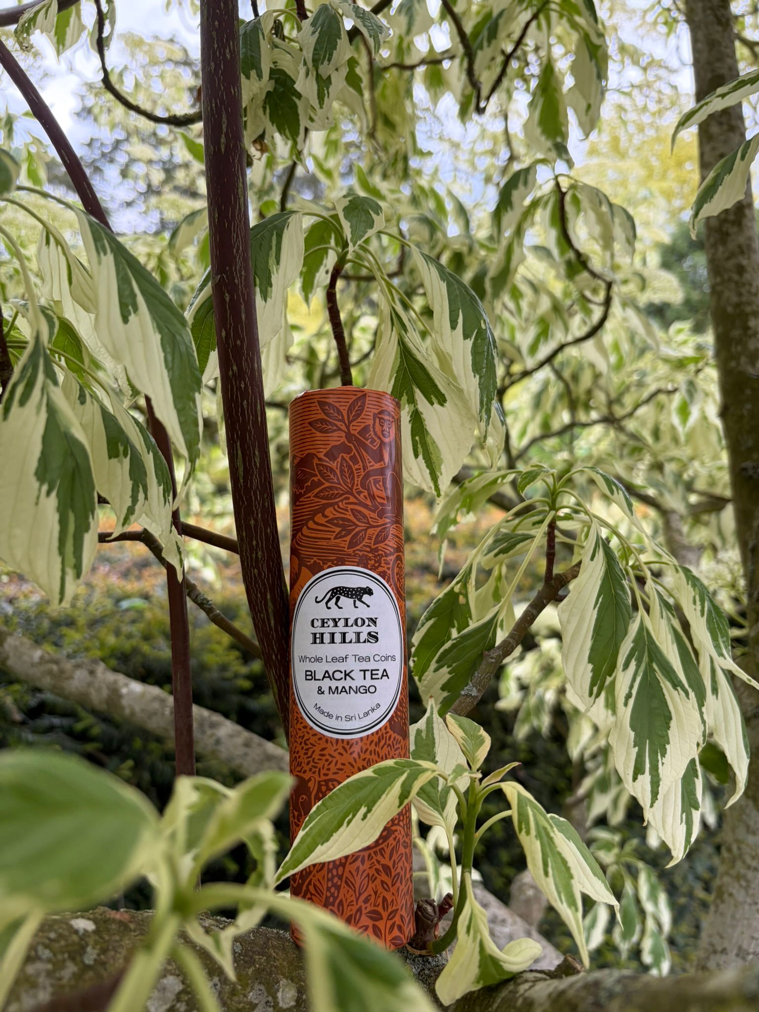 Black Tea & Mango in tree